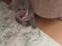 British Kedimiz İçin Görüşülür