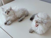 İki Aylık British Longhair Eğitimliler