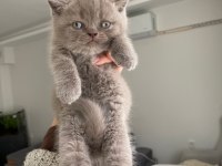 British Shorthair Son 2 Yavru
