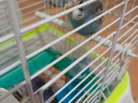 2 Tane Muhabbet Kuşu İkisi De Kafesiyle Beraber Verileccek