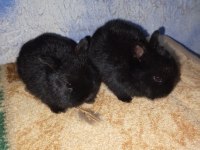 Netherland Dwarf Hollanda Cüce Tavşan