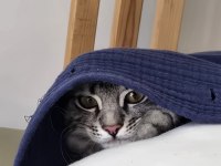 5 Aylık Erkek Baba British Anne Maine Coon