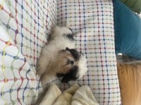 Mini Boy Maviş Şitsu Kızımız