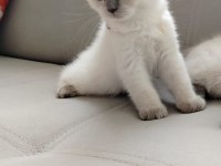 Bayram Şekeri Kedimiz