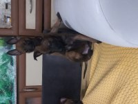 Bursa paşa köpek dünyası belçika malinois yavrularımız