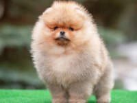 Ayı Surat Pomeranian Yavruları