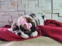 Shih Tzu Yavruları