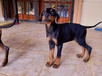 Safkan doberman köpeklerimiz