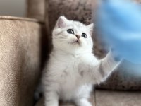Wcf Kayıtlı Full Şecereli British Shorthair Elit Soy Hattı