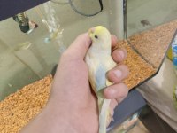 Ev üretimi muhabbet kuşu 50 günlük