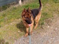 A şecere alman kurdu