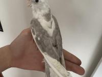 Konuşan 5 aylık sultan papağanı