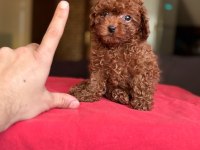 Kore kan toy poodle