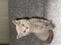 British Shorthair 40 Günlük Dişi