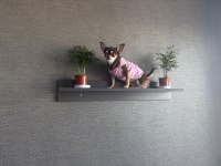 Chihuahua 2,5 yaş ped eğitimli