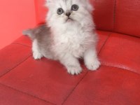 British Longhair Silver Point