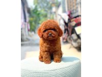 2 Aylık Toy Poodle Köpeklerim