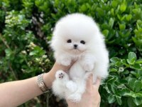 Orjinal pomeranian boo