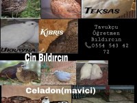 Kuluçkalık Bıldırcın Yumurtaları (7 Çeşit)