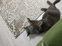 Sevimli İnsan Canlısı Uyumlu Erkek Kedi