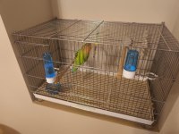 3 aylık dişi sevda papağanı