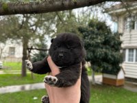 Amerikan akita safkan yavrular