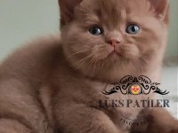 Dubai Çikolatası Tadında Chocolate British Shorthair