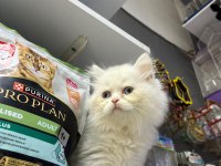 Kalite british longhair bebek teslime hazır