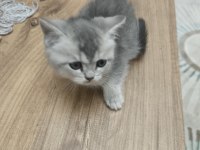 Silver British Longhair