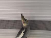 35 Günlük Sultan Papağanı