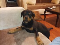 Rottweiler safkan 75 günlük erkek