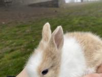 Hollanda Lop Ve Aslanbaş Melezi Tavşanlar