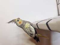 Sultan papağanı sahiplendirilecek kuşlar