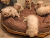 Safkan Exotic Long Ve Shorthair