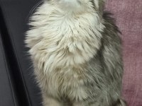 Ücretsiz Sahiplendirme Kedimiz