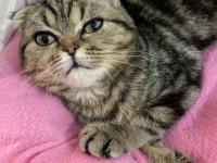 Scottish yavru kedi