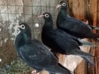 Sivas Keşlisi Güvercinler