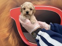 Babyface maltipoo yavrularımız