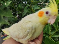 El besleme full evcil sultan bebekler