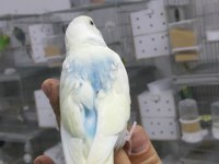 Alıştırmalık Konuşturmalık Muhabbet Kuşu Yavrular