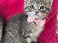 Ücretsiz İkiz Dişi Kedimiz