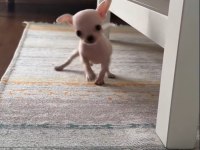 Erkek Süt Beyaz Elma Kafa Şivava