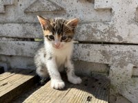 Her renk yavru kediler