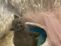 British shorthair yavruları