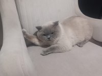 8 Aylik Erkek British Shorthair