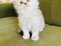 Scottish Fold Pamuk Prenseslerim
