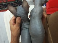 Kanada Sfenks Yavrular Uygun Verilecektir