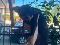 7 Aylık Dişi Minyatür Pinscher (Pinçır) – Kaçırılmayacak