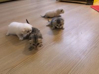 British Shorthair Yavrularımız Hazır