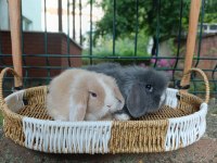 Orjinal Hollanda Teddy Lop Tavşanı Yavrular